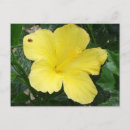 Suche nach gelber hibiskus postkarten Foto