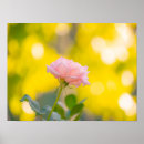 Suche nach rosa sonnenuntergang poster Für sie