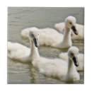 Suche nach schwimmen fliesen Weiß