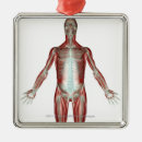 Suche nach muskeln ornamente Körper