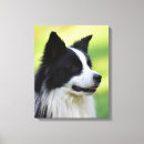 Suche nach border collie leinwandbilder Schwarz