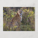 Suche nach versucht postkarten Katze