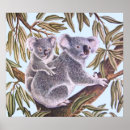 Suche nach koala poster Eukalyptus