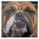 Suche nach bulldog fliesen Tiere