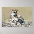 Suche nach kenya poster Safari