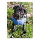 Suche nach schwarzer mops postkarten Headshot