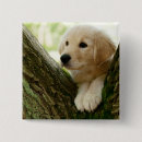 Suche nach der labrador buttons Tiere