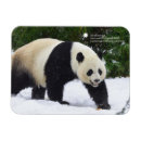 Suche nach panda große karten Bär