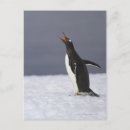 Suche nach cute animals vertikale postkarten Full length