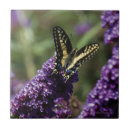 Suche nach schmetterling auf lila blumen fliesen Jede person