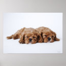 Suche nach spanielwelpe Hund