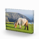 Suche nach pferd fototafeln Martin zwick