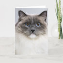 Suche nach ragdoll katzen karten Katzenliebhaber