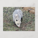 Suche nach opossum postkarten Wunderbar