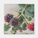 Suche nach ihr blackberry magnete Obst