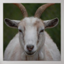 Suche nach weiße ziege poster Farm