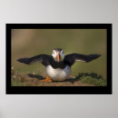 Suche nach papageientaucher poster Vogel