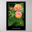 Suche nach lantana poster Blüte