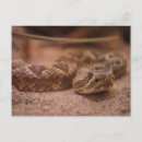 Suche nach klapperschlangen postkarten Reptil