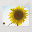 Suche nach überfluss postkarten Gelb