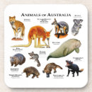 Suche nach koala bär untersetzer Australien