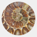 Suche nach prähistorisch aufkleber Fossil