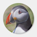 Suche nach papageientaucher magnete Vögel