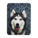 Suche nach sibirischer husky magnete Alaska