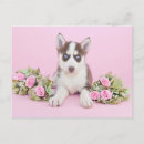 Suche nach husky postkarten Niedlicher hund