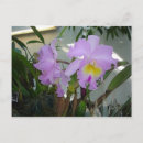 Suche nach lila iris postkarten Blumenreich