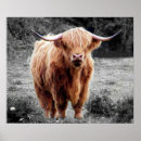 Suche nach schottland poster Kuh