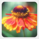 Suche nach zinnia aufkleber Orange