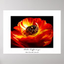 Suche nach ranunculus poster Gelb
