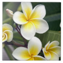 Suche nach frangipani fliesen Pflanze