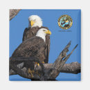 Suche nach kahl magnete Eagles