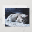 Suche nach lazy postkarten Katze
