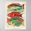 Suche nach great barrier reef poster Fische