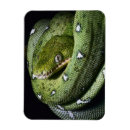 Suche nach amazonas magnete Tier