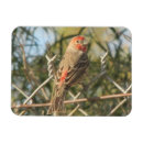 Suche nach finken magnete Vogelvogel