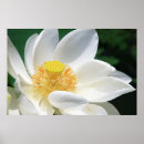 Suche nach lotus blüte poster Lilie