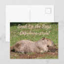 Suche nach capybara postkarten Tier