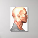 Suche nach muskeln leinwandbilder Biologie