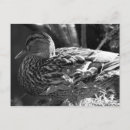 Suche nach weiße enten postkarten Tierwelt