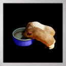 Suche nach guinea poster Nagetier