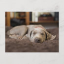 Suche nach weimaraner postkarten Haustiere