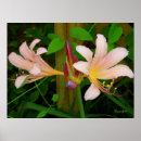 Suche nach blumendruck poster Botanisch