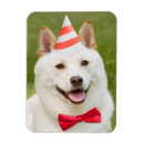 Suche nach shiba inu magnete Lustig