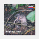 Suche nach otter magnete Tier