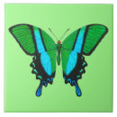 Suche nach butterfly fliesen Insekten