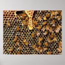 Suche nach bienenstock poster Honigbienen